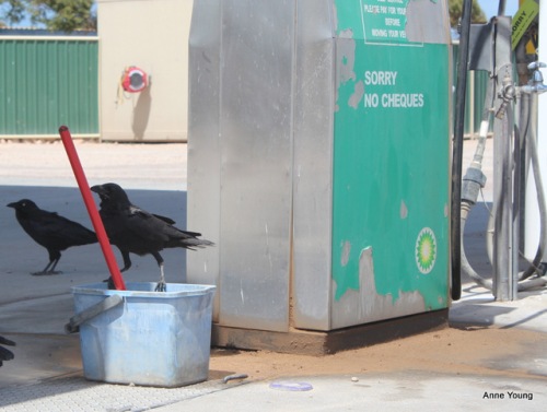 crows, ravens, Australia, fuel station