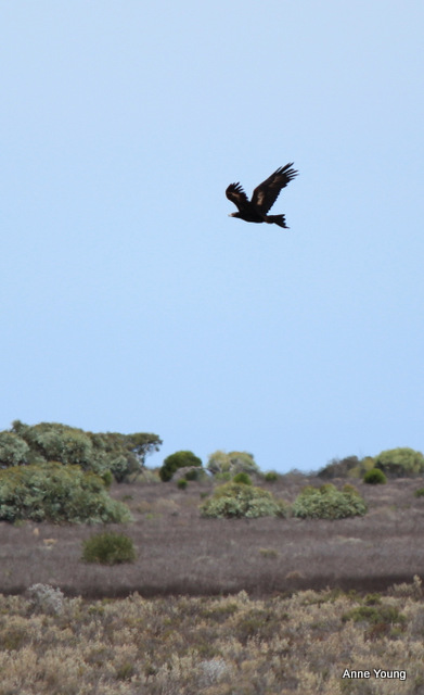 Australia, wedgetailed eagle, photograph, wedge-tail eagle